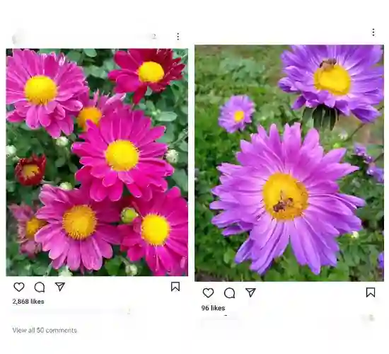 instavideosave photos
